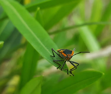 bug de llimona, error, insecte, full, primer pla, bokeh, artròpodes, entomologia, zelus longipes, invertebrat, fauna animal, temes d'animals, animals a la natura, animal, part de la planta, un animal, color verd, planta, naturalesa, cap gent, dia, centrar-se en primer pla, a l'aire lliure, zoologia, enfocament selectiu, part del cos dels animals, fulla d'herba, 1080P, CC0, domini públic, lliure de regalies