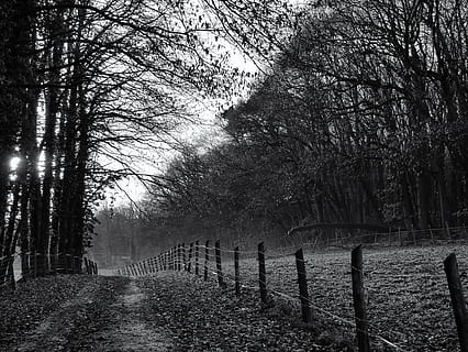 pryč, lesní cesta, krajina, stromy, pruh, plot, stezka, podzim, Černý a bílý, promenáda, strom, rostlina, hranice, bariéra, Příroda, přistát, klid, den, les, nikdo, bezpečnostní, bezpečnost, ochrana, venku, klidné scény, krása v přírodě, růst, pole, kufr, treelined, 4K, CC0, veřejná doména, bez autorských práv