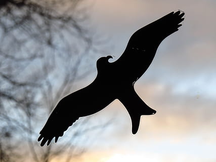 ocell, adhesiu, finestra, panell, panell de finestra, negre, esquema, silueta, schwalbe, advertiment, disc, vidre, cel, abendstimmung, tarda, crepuscle, color negre, un animal, fauna animal, animals a la natura, cap gent, temes d'animals, volant, animal, vertebrats, naturalesa, a l'aire, ales separades, posta de sol, vista d’angle baix, part del cos dels animals, núvol - cel, moviment, a l'aire lliure, 4K, CC0, domini públic, lliure de regalies