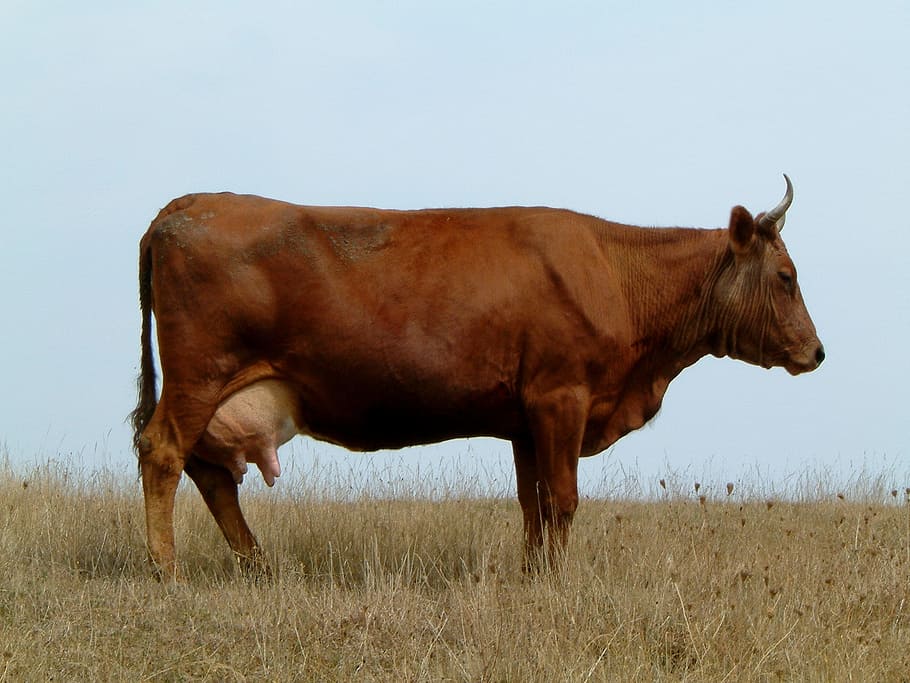 maro, bovine, iarbă, timpul zilei, vacă, camp, coarne, profil, natură, animal, mamifer, animale tematice, vedere laterală, animale domestice, șeptel, animale sălbatice, un animal, teren, plantă, nici o persoana, intern, permanent, peisaj, zi, taur - animal, în aer liber, vizualizare profil, erbivor, prerie, 1080P