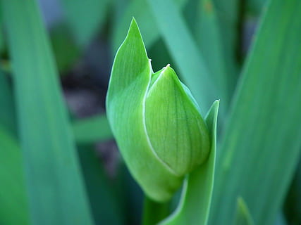 flor, iris, primavera, fulles, brot, verd, fulles verdes, florir, full, verds, flors, gris, naturalesa, jardí, llit de flors, color verd, part de la planta, planta, creixement, bellesa a la natura, primer pla, cap gent, frescor, enfocament selectiu, dia, a l'aire lliure, centrar-se en primer pla, menjar i beguda, menjar, fons, tranquil·litat, terra, 2K, CC0, domini públic, lliure de regalies