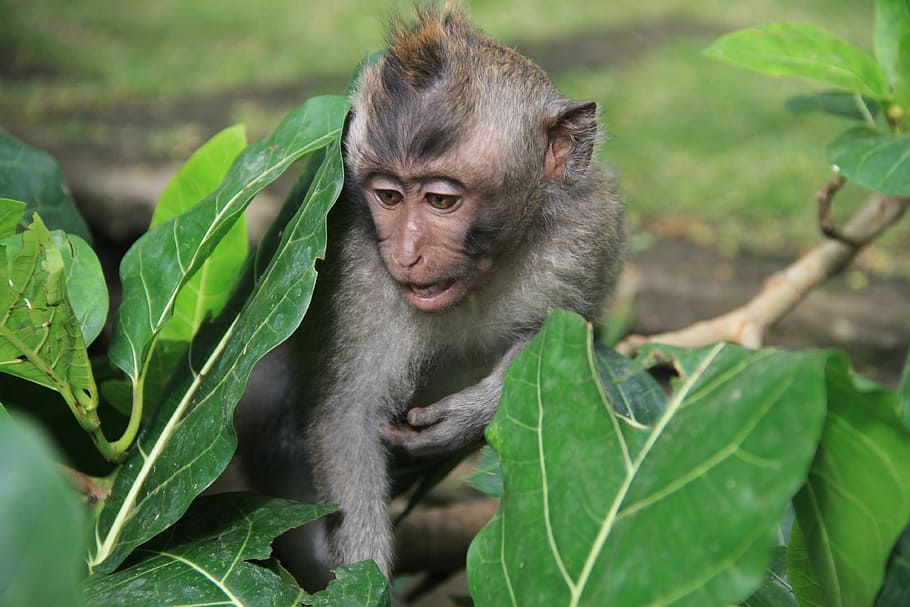 natuur, vel, weinig, aap, jong, wild, niemand, levende natuur, zoogdieren, dieren, harige, schattig, groen, Bali, Azië, dier, primaat, dierlijke thema's, dierenleven, zoogdier, deel van de plant, blad, dieren in het wild, één dier, fabriek, gewerveld, groene kleur, geen mensen, jong dier, portret, buitenshuis, detailopname, dierenkop, regenwoud, tropisch regenwoud, 4K