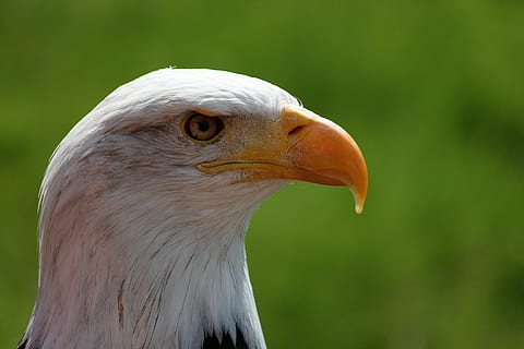 fotografía de enfoque, águila, Águila calva, retrato, águila de cola blanca, Adler, raptor, cuenta, cerrar, temas de animales, animal, pájaro, un animal, ave de rapiña, vertebrado, animales en la naturaleza, centrarse en primer plano, fauna animal, parte del cuerpo del animal, pico, águila - pájaro, de cerca, mirando a otro lado, cabeza de animal, naturaleza, mirando, día, nadie, vista de perfil, ojo de animal, 4K, CC0, dominio público, libre de derechos