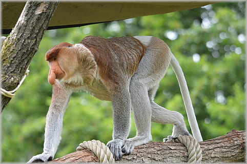 Macaco-narigudo, raro, selvagem, macaco, exótico, floresta, selva, espécies, animais selvagens, floresta tropical, safári, árvore, conservação, herbívoro, parque, meio Ambiente, reserva, habitat, nariz grande, ecologia, jardim zoológico, escalada, natural, mamífero, exterior, um animal, temas animais, ninguém, ao ar livre, animal, vertebrado, animais em estado selvagem, focar em primeiro plano, primata, plantar, dia, madeira - material, natureza, comprimento total, ramo, olhando, bigode, 1080P, CC0, domínio público, royalty free