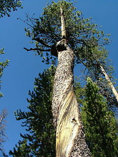 albero, foresta, contorto, abbaiare, pino, tronco d'albero, Inquadratura dal basso, blu, giorno, cielo, pianta, tronco, crescita, natura, nessuno, cielo sereno, la tranquillità, luce del sole, all'aperto, ramo, alto - alto, colore verde, bellezza nella natura, direttamente sotto, 2K, CC0, dominio pubblico, privo di copyright