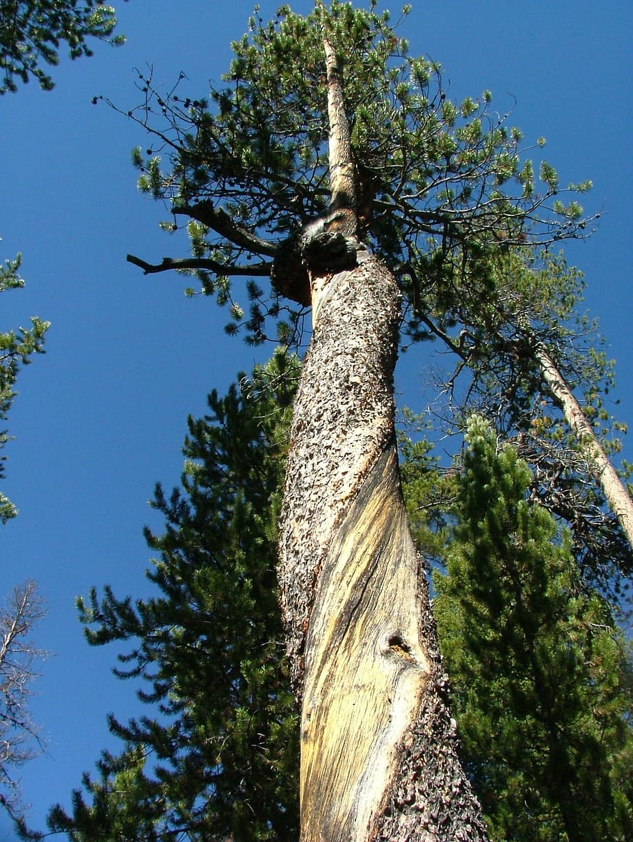 albero, foresta, contorto, abbaiare, pino, tronco d'albero, Inquadratura dal basso, blu, giorno, cielo, pianta, tronco, crescita, natura, nessuno, cielo sereno, la tranquillità, luce del sole, all'aperto, ramo, alto - alto, colore verde, bellezza nella natura, direttamente sotto, 2K