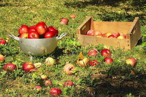 red, apples, tray, daytime, fruit, collection, fall, sweet, crunchy, juicy, refreshing, basket, food, food and drink, healthy eating, apple - fruit, grass, wellbeing, freshness, plant, nature, container, field, no people, day, large group of objects, land, vegetable, agriculture, growth, organic, outdoors, ripe, 4K, CC0, public domain, royalty free