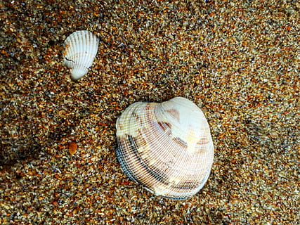 shell, cloïssa, sorra, terra, petxina de mar, closca d’animals, platja, fauna animal, animal, primer pla, cap gent, naturalesa, temes d'animals, mar, patró natural, animals a la natura, dia, vista d’angle alt, patró, la vida marina, bellesa a la natura, marí, a l'aire lliure, submarí, còdols, 4K, CC0, domini públic, lliure de regalies