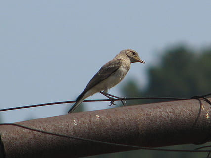 flytrap, păsărică, pădure, cu pene, insectivori, un animal, animale sălbatice, stinghie, animale tematice, animale în sălbăticie, zi, animale vertebrate, pasăre, natură, să se concentreze asupra primelor elemente, cer senin, nici o persoana, spațiu copie, în aer liber, cer, a închide, balustradă, vrabie, 2K, CC0, domeniu public, fără drepturi de autor