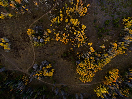antenne, bilde, seng, gul, petaled blomster, foto grønne og grå trær, dagtid, tre, sti, spor, vei, skog, flybilde, mønster, anlegg, natur, skjønnhet i naturen, blomstrende plante, vekst, blomst, ingen folk, dag, utendørs, land, vann, sårbarhet, skjørhet, høy vinkel visning, ro, friskhet, naturskjønnhet - natur, nærbilde, lichen, 4K, CC0, offentlig domene, opphavsrett gratis
