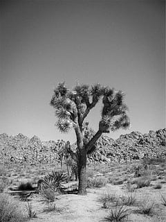 deserto, alberi, arbusti, rocce, bianco e nero, natura, albero, paesaggio, Paesaggi, nessuno, montagna, all'aperto, un animale, fauna selvatica, cielo sereno, clima arido, animali allo stato selvatico, pianta, cielo, copia spazio, terra, ambiente, scenics - natura, scena tranquilla, la tranquillità, giorno, campo, crescita, bellezza nella natura, scena non urbana, clima, semi arido, 1080P, CC0, dominio pubblico, privo di copyright