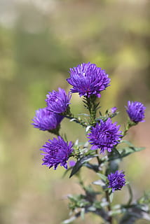 asters, blå, herbstastern, falde asters, symphyotrichum, blomster, blå blomster, natur, have, i haven, efterår, tæt, plante, blomsterhave, prydplante, blomstrende plante, blomst, skrøbelighed, skønhed i naturen, sårbarhed, lilla, friskhed, vækst, tæt på, kronblad, blomsterhoved, ingen mennesker, blomsterstand, selektiv fokusering, dag, fokus på forgrunden, udendørs, 2K, CC0, offentligt domæne, royaltyfrie
