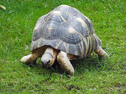 skildpadde, græs, forsigtigt, dyre temaer, dyr, dyreliv, krybdyr, Mark, dyr i naturen, et dyr, jord, natur, hvirveldyr, plante, skal, dyreskal, grøn farve, ingen mennesker, dag, høj vinkel visning, udendørs, skildpadde skal, planteædende, 1080P, CC0, offentligt domæne, royaltyfrie