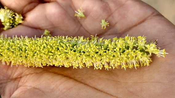 hand, weed, plant, human body part, one person, flower, green color, flowering plant, close-up, body part, healthy lifestyle, human hand, adult, healthcare and medicine, medicine, lifestyles, beauty in nature, freshness, growth, nature, flower head, finger, 4K, CC0, public domain, royalty free