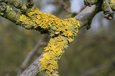 lichen, natur, træ, plante, gul, vækst, fokus på forgrunden, tæt på, dag, træstamme, afdeling, ingen mennesker, bagagerum, skønhed i naturen, udendørs, plante del, blad, svamp, selektiv fokusering, efterår, lave om, naturlig tilstand, 1080P, CC0, offentligt domæne, royaltyfrie