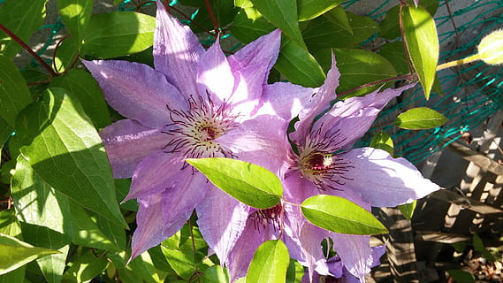 blommor, clematis, vår, växt, blomma, blommande växt, blad, växtdel, tillväxt, skönhet i naturen, bräcklighet, kronblad, sårbarhet, friskhet, blomhuvud, närbild, blomställning, natur, inget folk, dag, solljus, lila, grön färg, pollen, springtime, pollinering, 4K, CC0, offentligt domän, royaltyfria