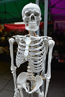 white, skeleton, standing, garage, bones, human, body, anatomy, medical, health, medicine, joint, spine, shoulder, human skeleton, anatomical, head, skeletal, skull, cranium, dead, brain case, structure, human bone, human body part, bone, human skull, human representation, representation, creativity, art and craft, body part, architecture, white color, focus on foreground, spooky, people, indoors, 5K, CC0, public domain, royalty free