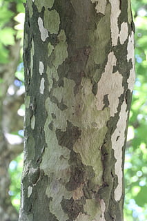Baum, Borke, Log, Struktur, Baumstamm, Kofferraum, Fokus auf den Vordergrund, Nahansicht, Pflanze, texturiert, Natur, Rau, Tag, Wachstum, keine Leute, draußen, Pflanzenrinde, Herzform, Muster, natürliches Muster, grüne Farbe, Wald, Flechte, 5K, CC0, gemeinfrei, lizenzfrei
