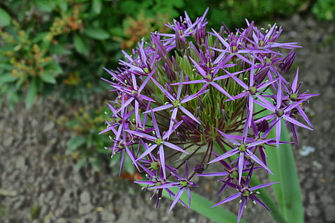praz, stea, model, Violet, plantă, floare, planta cu flori, să se concentreze asupra primelor elemente, creştere, a închide, frumusețe în natură, natură, vulnerabilitate, fragilitate, zi, prospeţime, nici o persoana, camp, teren, Culoarea verde, inflorescenţă, planta suculentă, petală, cap de floare, în aer liber, 2K, CC0, domeniu public, fără drepturi de autor