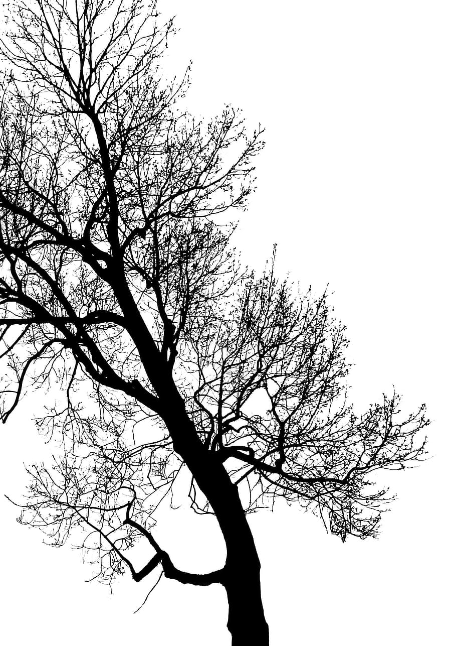 ramo di un albero, tronco, fogliame, contrasto, albero, ramo, inverno, foresta, rami d'albero, luce e ombra, Treetops, albero nudo, silhouette, natura, albero deciduo, cielo, pianta, cielo sereno, Inquadratura dal basso, la tranquillità, bellezza nella natura, nessuno, tronco d'albero, all'aperto, scenics - natura, giorno, pianta morta, albero singolo, scena tranquilla, 1080P