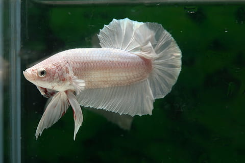 peix de betta blanc, betta, peix, betta, peix, hmpk, un animal, sota l'aigua, la vida marina, primer pla, nedar, temes d'animals, animal, transparent, animals a la natura, vidre - material, fauna animal, vertebrats, aigua, mar, peixera, naturalesa, dipòsit, cap gent, aquari, marí, a l'aire lliure, 4K, CC0, domini públic, lliure de regalies