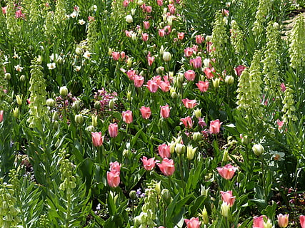 flors, primavera, parc, llit, naturalesa, florir, tulipa, Narcís, corona imperial, colorit, flora, flor, planta, estiu, color verd, a l'aire lliure, planta amb flors, bellesa a la natura, creixement, frescor, vulnerabilitat, fragilitat, cap gent, cap de flor, dia, terra, color rosa, pètal, camp, marc complet, inflorescència, botànica, llit de flors, 4K, CC0, domini públic, lliure de regalies