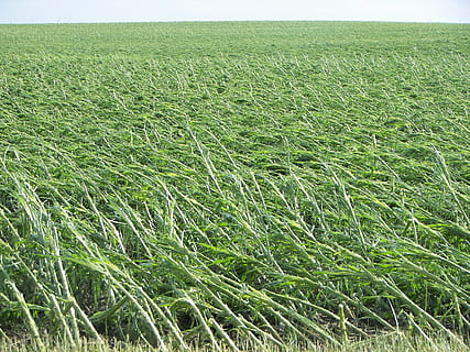 blat de moro, vent bolcat, camp, creixement, paisatge, planta, terra, color verd, bellesa a la natura, agricultura, tranquil·litat, escena rural, cultiu, granja, naturalesa, dia, planta de cereals, escena tranquil·la, medi ambient, cap gent, escenics - natura, cel, a l'aire lliure, plantació, 2K, CC0, domini públic, lliure de regalies