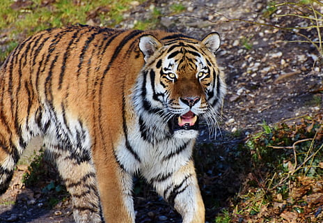 braun, Weiß, Tiger, Katze, Raubtier, wilde Katze, große Katze, Tigerkopf, Zunge, gefährlich, edel, majestätisch, Tierwelt, Zoo, Tierpark Hellabrunn, Tierthemen, Säugetier, katzenartig, Tier, Tiere in freier Wildbahn, ein Tier, Fleischfresser, Porträt, gefährdete Spezies, keine Leute, Natur, Wirbeltier, gestreift, Kamera betrachten, Fokus auf den Vordergrund, draußen, Mund offen, Whisker, Aggression, knurrend, Tierkopf, 5K, CC0, gemeinfrei, lizenzfrei