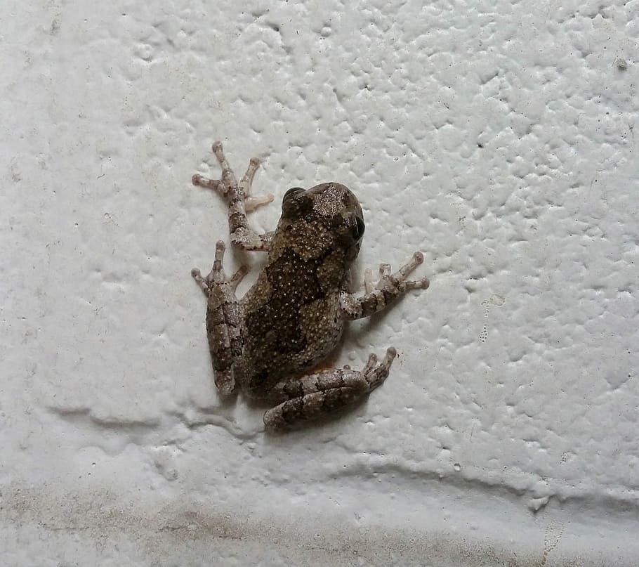 granota, croak, croaig, amfibi, animal, naturalesa, vida salvatge, paret, un animal, temes d'animals, cap gent, dia, primer pla, a l'interior, animals a la natura, fauna animal, invertebrat, insecte, funció de construcció de parets, aràcnids, a l'aire lliure, artròpode, textura, vista d’angle alt, cames d’animal, hivern, 2K