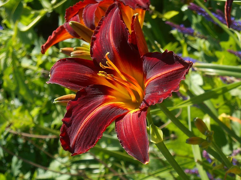 lilly, rosso, giardino, natura, pianta, petalo, fiore, foglia, testa di fiore, avvicinamento, pianta fiorita, freschezza, bellezza nella natura, vulnerabilità, fragilità, crescita, infiorescenza, botanica, concentrarsi sulle conoscenze acquisite, giglio di giorno, nessuno, giglio, polline, giorno, all'aperto, marrone, 2K