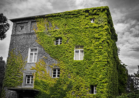 Dom, dramatyczny, kolor dodatkowy, na zewnątrz budynku, architektura, zbudowana struktura, chmura - niebo, budynek, roślina, bluszcz, niski kąt widzenia, Natura, zielony kolor, żadnych ludzi, niebo, wzrost, drzewo, dzielnica mieszkaniowa, na dworze, okno, roślina pnącza, dzień, 4K, CC0, domena publiczna, darmowe zdjęcia