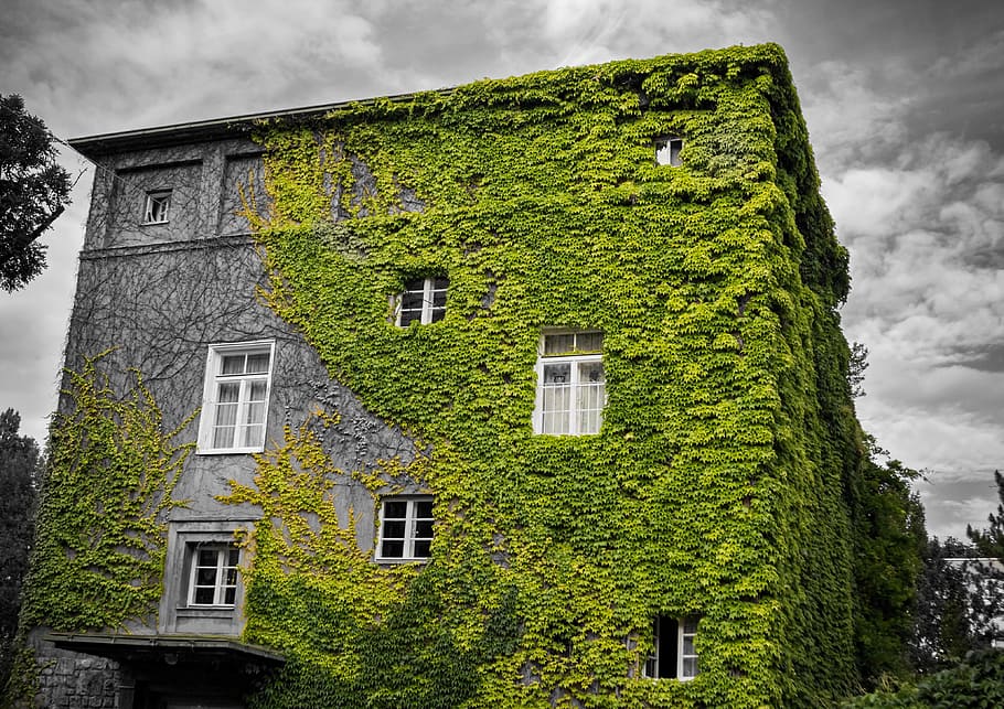 drammatico, colore spot, esterno dell'edificio, architettura, struttura costruita, nuvola - cielo, costruzione, pianta, edera, Inquadratura dal basso, natura, colore verde, nessuno, cielo, crescita, albero, quartiere residenziale, all'aperto, finestra, pianta rampicante, giorno, Casa, 4K