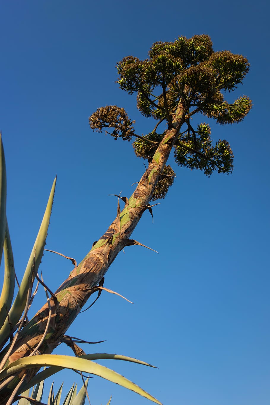 pitera, naturalesa, arbre, vegetals, salvatge, planta, cel, vista d’angle baix, blau, cel clar, creixement, cap gent, bellesa a la natura, dia, branca, tranquil·litat, còpia espai, llum solar, a l'aire lliure, full, part de la planta, color verd, tronc de l'arbre, 5K