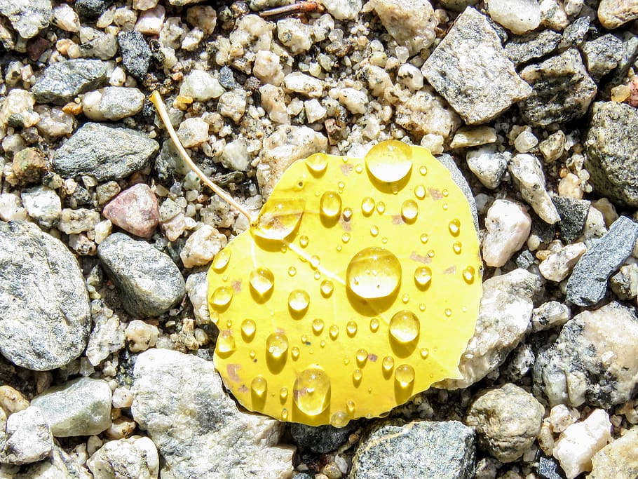 trèmol, full, roques, fulles, arbre, pluja, groc, caure, naturalesa, a l'aire lliure, tranquil, temporada, tancar, macro, caigut, setembre, aigua, simple, contrast, pedra - objecte, rock - object, còdols, riquesa, primer pla, cap gent, rock, sòlid, vista d’angle alt, dia, humit, tirar, bellesa a la natura, directament a sobre, pedra, textura, puresa, 4K