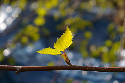 flach, fokus fotografie, zwei, Grün, Blätter, Blatt, Birkenblatt, Frühling, Birke, Natur, Geäst, neues Wachstum, Frühlingserwachen, Ast, Knospe, Zeichen des Frühlings, schließen, blühen, Flora, Garten, ästhetisch, jung, junger Zweig, junge fuhr, Baum, kleinerer Zweig, Wachstum, Beleuchtung, Motor, grünes Blatt, Fokus auf den Vordergrund, Pflanzenteil, Pflanze, Nahansicht, Tag, Gelb, Herbst, Schönheit in der Natur, keine Leute, Veränderung, Verletzlichkeit, Zerbrechlichkeit, draußen, selektiver Fokus, Sonnenlicht, natürlicher Zustand, 2K, CC0, gemeinfrei, lizenzfrei