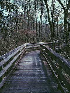 bridge, surrounded, trees, brown, wooden, inside, forest, woods, adventure, trip, tree, railing, tranquility, tranquil scene, outdoors, nature, no people, scenics, footbridge, the way forward, direction, plant, wood - material, land, connection, footpath, day, empty, boardwalk, built structure, wood, diminishing perspective, bridge - man made structure, woodland, wood paneling, 4K, CC0, public domain, royalty free