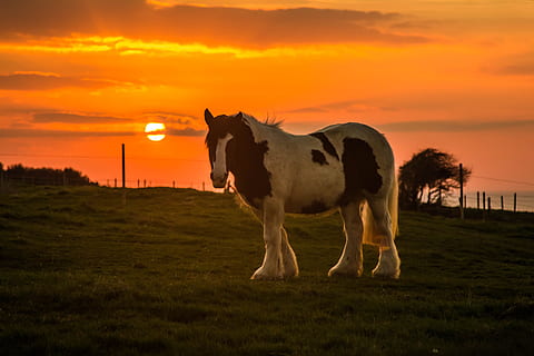 con, zon, avond, zonsondergang, zoogdier, huisdieren, huiselijk, dier, dierlijke thema's, gras, vee, hemel, veld-, land-, één dier, landschap, Oranje kleur, wolk - lucht, fabriek, natuur, gewerveld, landbouw, geen mensen, plantenetend, 5K, CC0, publiek domein, royaltyvrij