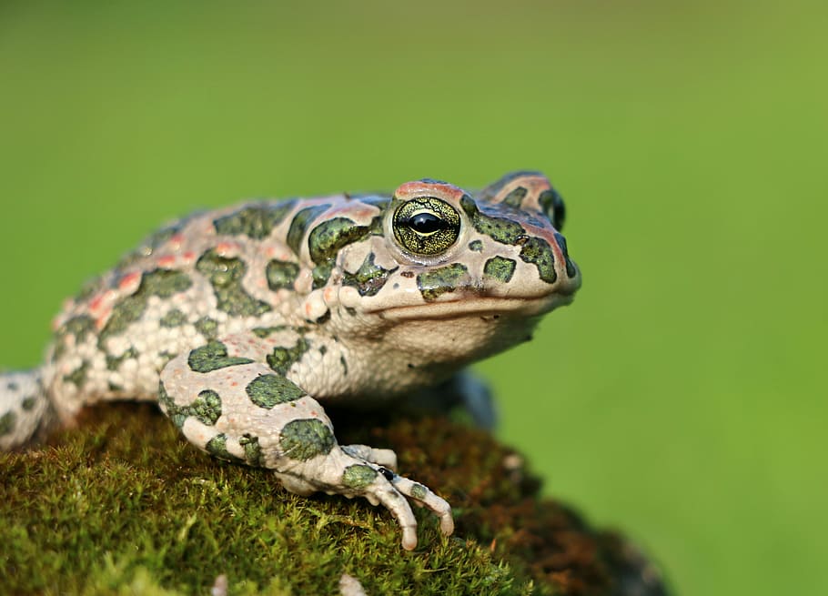 marró, verd, granota, gripau, molsa, camo, tsarevna, croak, amfibi, primer pla, pantà, ull, desagradable, fauna animal, animals a la natura, un animal, rèptil, temes d'animals, animal, naturalesa, dia, cap gent, vertebrats, enfocament selectiu, centrar-se en primer pla, color verd, planta, part del cos dels animals, retrat, a l'aire lliure, cap d’animals, ull d’animals, 2K