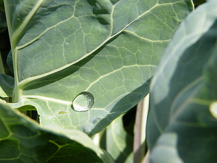 raindrop, cabbage leaf, drip, leaf, plant part, plant, close-up, green color, growth, nature, drop, water, no people, leaf vein, freshness, day, beauty in nature, outdoors, wet, food and drink, vegetable, focus on foreground, purity, dew, 2K, CC0, public domain, royalty free