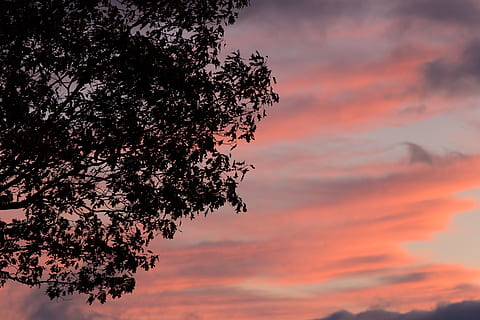 bayangan hitam, pohon, matahari terbenam, backlit, awan, gelap, siang hari, senja, malam, pemandangan, Daun-daun, alam, di luar rumah, indah, langit, awan - langit, keindahan di alam, menanam, warna oranye, pertumbuhan, cabang, tidak ada orang, scenics - alam, warna merah jambu, tampilan sudut rendah, ketenangan, adegan yang tenang, langit yang dramatis, idilis, puncak pohon, langit romantis, 5K, CC0, domain publik, bebas royalti