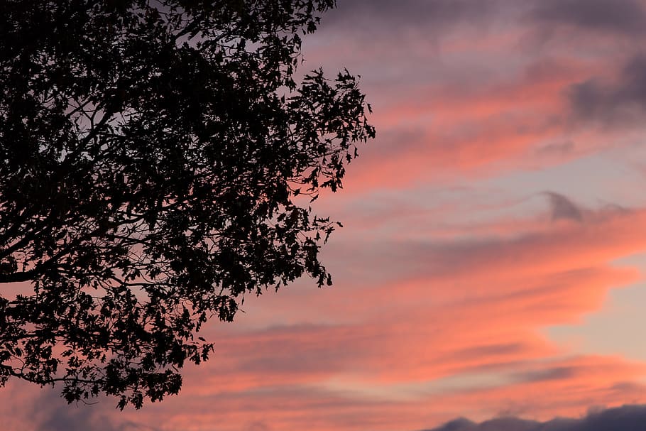 bayangan hitam, pohon, matahari terbenam, backlit, awan, gelap, siang hari, senja, malam, pemandangan, Daun-daun, alam, di luar rumah, indah, langit, awan - langit, keindahan di alam, menanam, warna oranye, pertumbuhan, cabang, tidak ada orang, scenics - alam, warna merah jambu, tampilan sudut rendah, ketenangan, adegan yang tenang, langit yang dramatis, idilis, puncak pohon, langit romantis, 5K
