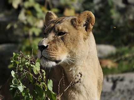 ogród zoologiczny, hellabrunn, Monachium, tematy zwierzęce, ssak, zwierzę, zwierzęca przyroda, jedno zwierzę, koci, zwierzęta na wolności, kot, lew - koci, kręgowiec, duży kot, skupić się na pierwszym planie, Natura, żadnych ludzi, lwica, dzień, mięsożerna, zbliżenie, patrząc, głowa zwierzęcia, na dworze, wąsy, 4K, CC0, domena publiczna, darmowe zdjęcia