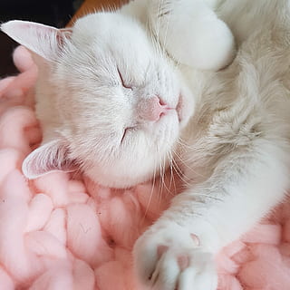 hvid, kat, at lyve, lyserød, styrofoam jordnødder, nuttet, fluffy, lille, dyre temaer, indenlandske, dyr, indenlandske kat, husdyr, kæledyr, pattedyr, feline, sovende, et dyr, lukkede øjne, lempelse, hvid farve, menneskelig hånd, hvirveldyr, dyr kropsdel, ungt dyr, hånd, dyr hoved, blødhed, bakkenbart, 2K, CC0, offentligt domæne, royaltyfrie