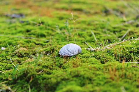 petxina blanca, shell, molsa, sòl, verd, bosc, naturalesa, sòl del bosc, tardor, flora, fons, és clar, bemoost, tancar, suau, esponjós, jardí, incrustació, planta, fauna animal, herba, color verd, enfocament selectiu, animal, temes d'animals, mol·lusc, cap gent, terra, gasteròpode, invertebrat, dia, primer pla, animals a la natura, camp, closca d’animals, bellesa a la natura, un animal, a l'aire lliure, 4K, CC0, domini públic, lliure de regalies