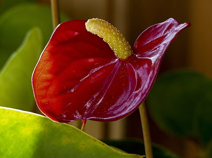 สีแดง, Calla, ดอกไม้, แมโคร, ในร่ม, ปลูก, ธรรมชาติ, ใกล้ชิด, ความสด, มุ่งเน้นไปที่เบื้องหน้า, ไม้ดอก, การเจริญเติบโต, ความงามในธรรมชาติ, ไม่มีคน, ความอ่อนแอ, ความบอบบาง, กลีบดอกไม้, ช่อดอก, หัวดอกไม้, วัน, สีเขียว, ส่วนของพืช, ใบไม้, กลางแจ้ง, สุก, โฟกัสนุ่มนวล, 4K, CC0, โดเมนสาธารณะ, ค่าลิขสิทธิ์ฟรี