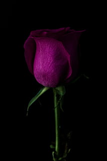 Foto der roten Rose, schließen, Foto, lila, Blütenblatt, Rose, dunkel, Grün, Blatt, Stengel, violett, Blume, Pflanze, Natur, Zerbrechlichkeit, Blütenkopf, Frische, Schönheit in der Natur, keine Leute, Nahansicht, blühende Pflanze, Verletzlichkeit, Studioaufnahme, schwarzer Hintergrund, Blütenstand, Wachstum, drinnen, Pflanzenstamm, pinke Farbe, Kelchblatt, 5K, CC0, gemeinfrei, lizenzfrei