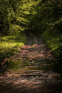 les, pilis, jaro, Příroda, cestovat, turistické, evropský, zelená, venkovní, strom, brod, zátoka, cesta vpřed, nikdo, klidné scény, rostlina, směr, růst, klid, přistát, den, zelená barva, krása v přírodě, venku, pěšina, dřevo - materiál, mimoměstské scény, schodiště, slunečního světla, 2K, CC0, veřejná doména, bez autorských práv