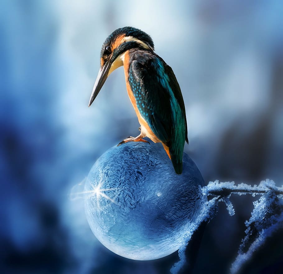 fotografia d'aus multicolor, composició, pescat-martell, ocell, primavera, arriba la primavera, bombolla de sabó, congelat, gelada, fons d’escriptori, fons de pantalla del telèfon mòbil, un animal, temes d'animals, fauna animal, animals a la natura, centrar-se en primer pla, cap gent, primer pla, blau, bec, animal, vertebrats, posat, naturalesa, dia, a l'aire lliure, bellesa a la natura, enfocament selectiu, vista lateral, 1080P