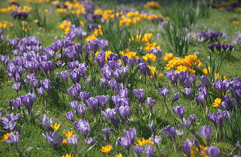 krokus, forår, blomstre, flor, blomster, eng, sommer, pollen, græs, sol, blomst eng, blomst, kornblomster, vilde blomster, gul, bjerg eng, idyllisk, solrig, genopretning, ferie, alpine, broomrape plante, blomst overflod, fouling, natur, plante, skovbund, blomstrende plante, lilla, skønhed i naturen, vækst, friskhed, sårbarhed, Mark, skrøbelighed, jord, selektiv fokusering, ingen mennesker, blomsterseng, iris, dag, tæt på, multi farvet, blomsterhoved, udendørs, 5K, CC0, offentligt domæne, royaltyfrie