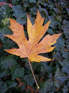 herfst, gebladerte, esdoorn blad, blad, deel van de plant, verandering, Oranje kleur, detailopname, natuur, fabriek, geen mensen, bladader, dag, schoonheid in de natuur, buitenshuis, hoge hoekmening, natuurlijk patroon, bladeren, breekbaarheid, droog, esdoorn, natuurlijke toestand, vallen, 2K, CC0, publiek domein, royaltyvrij